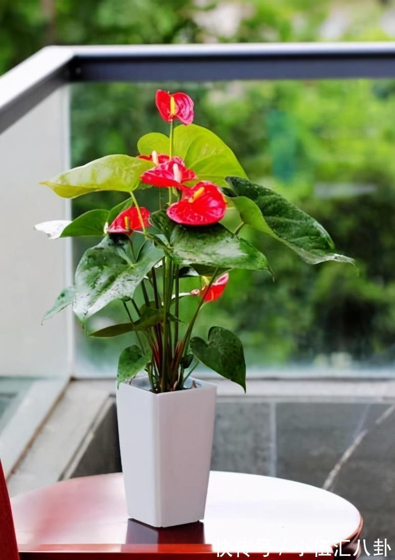 叶片|4种“四季花”,好养又漂亮,一年至少能开300天,值得拥有