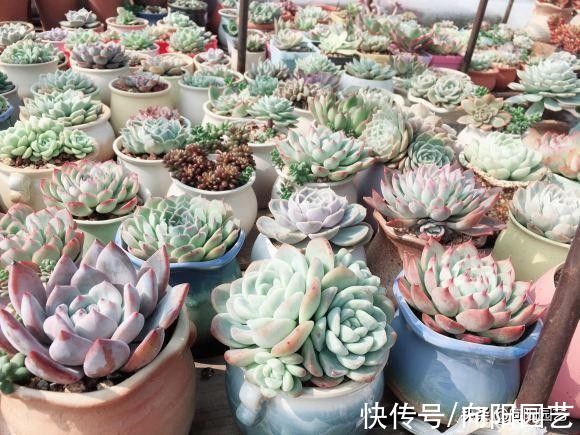 多肉|喜欢养多肉，买多了不是，买少了不过瘾，物极必反，适度购买