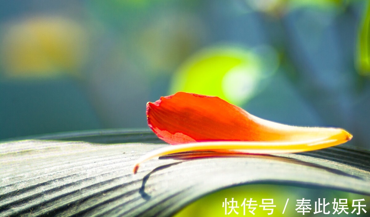 君子兰长得好不好,不在于开不开花,而在于这三个地方