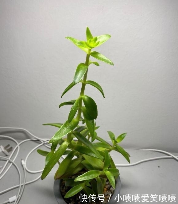 多肉徒长很好解决,照这几种方式来,状态差一点,至少不徒长