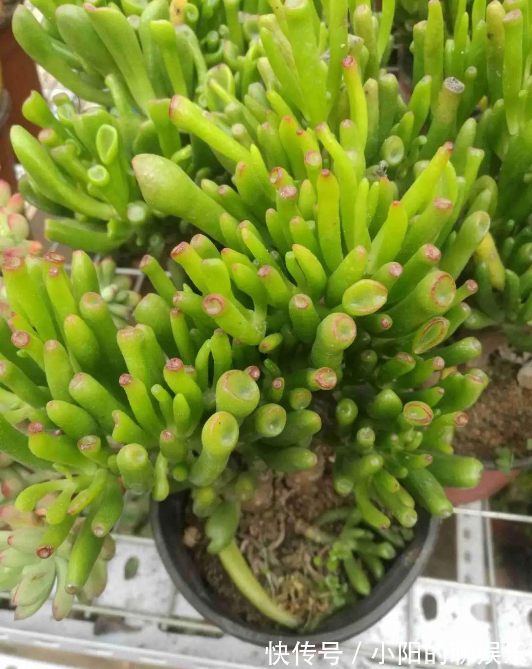 玉树能吸财，叶子长成存钱筒，太阳一晒红彤彤