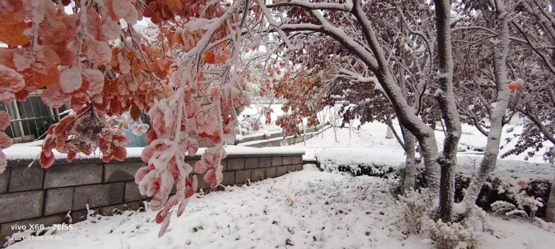 雪景|烟台终于下雪了！（附烟台绝美冰雪图）