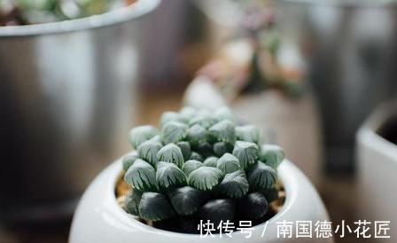 巧克力色|新手选这些“普货”多肉来养，好养又省心，养出状态来也很漂亮