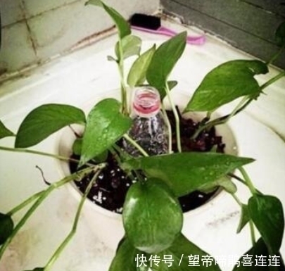 隔壁大爷把“塑料瓶子”绑起来,绿萝盆栽,被他养成一棵绿萝树