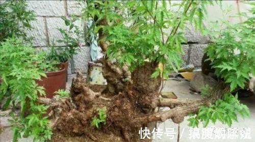 盆景|农村大爷不养花,用山上黄荆做成盆景,更具观赏性