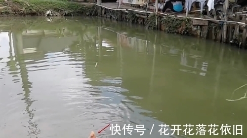 家门口边上的野塘,竟钓起一条粉嫩的鱼,像块肥肉,有人认得吗