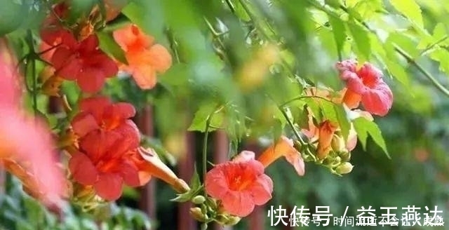 家有小院,一定要做个篱笆墙,美的世间少有!