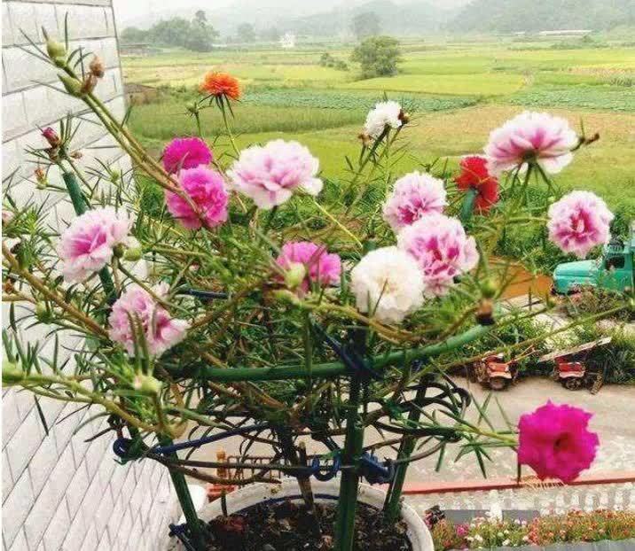几种花,开花漂亮又好养,开花漂亮财运来,一养就上瘾
