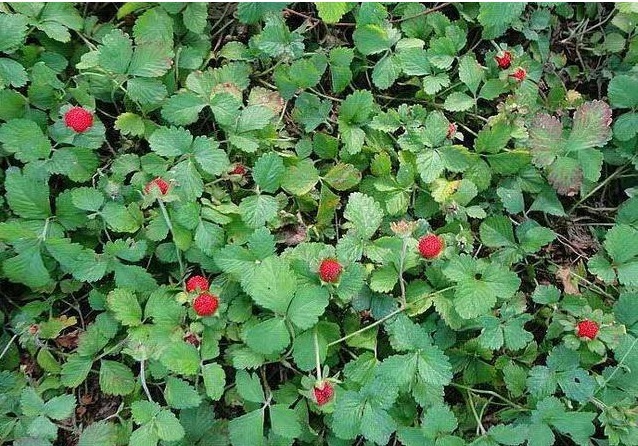 功效|农村常见的蛇莓能吃吗它有哪些功效和作用