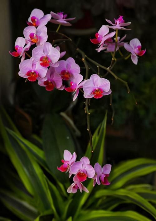  开花|3种花让人爱不释手，花更大更美，周年开花，花多易爆盆，值得栽