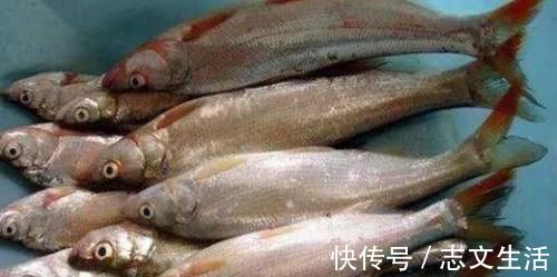 鲫鱼|中国最好吃的4种鱼,你吃过哪些?吃过2种以上的,绝对是土豪级!