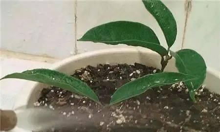 沙质|路边“3种树”,见了掰个枝,插盆就生根,做成盆景,寓意吉祥