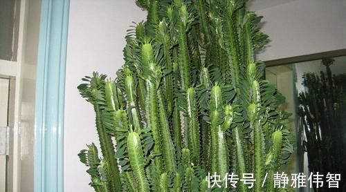 叶片|3种其貌不扬的植物，养一盆家里变成“天然氧吧”，是盆栽佳品！