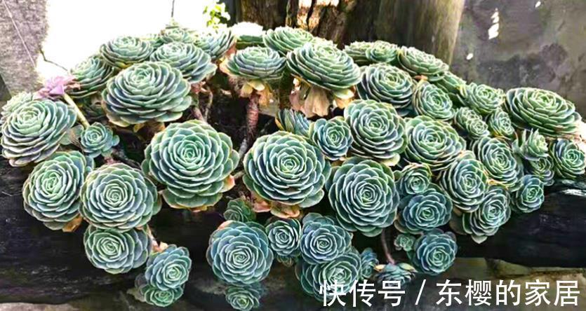 多肉|天热玉蝶会摊大饼，该怎么办？办好3件事，长出莲花头
