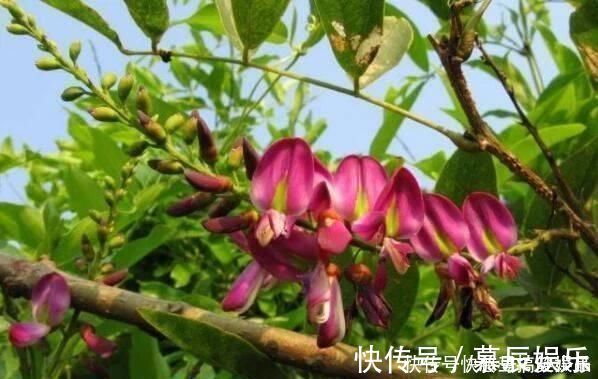 这东西,俗称“鸡血藤”,枝条红如鸡血,目前极其珍贵,遇见是福