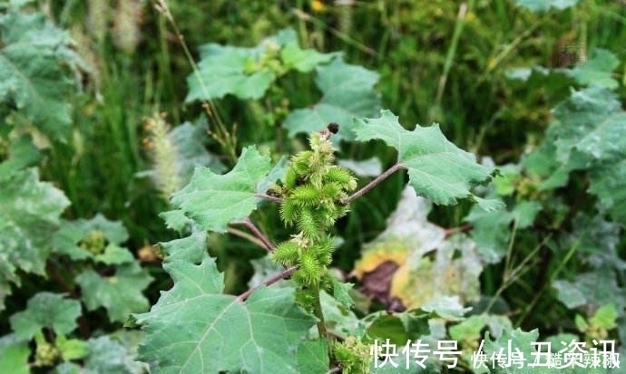 胡苍子|提个醒：农村路边见到此野果，记得要拿回家，现在知道还不晚