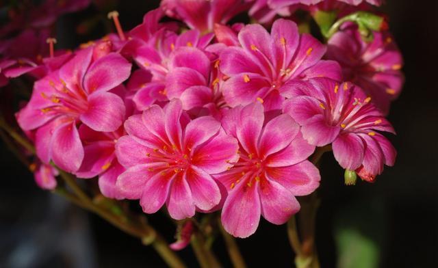 几款花卉,花大服盆快,花型圆滚惹人爱,值得拥有