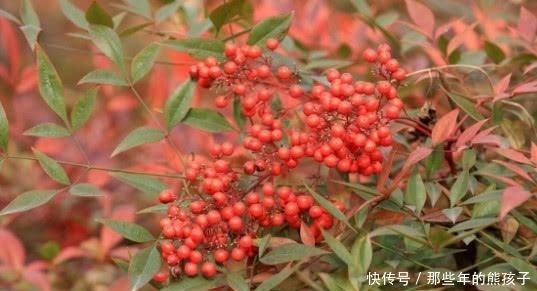 在大山里看到这种“果子”,记得赶紧扔掉,它可是含有“剧毒”