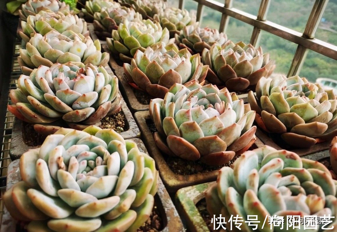 多肉不发根,跟土没有关系,提高温度,增加湿度,很快就会发根