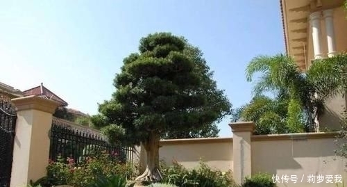 梧桐树|家里种树,讲究大,5种树旺宅,3种树不能栽,你知道是什么吗?