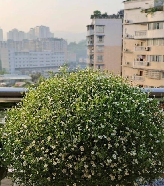 6种“大吉大利花”,开春养一盆,花苞爆开,“招财又旺家”