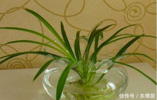 富贵竹、平安树叶子干枯发黄不用怕,教你几招轻松应对黄叶问题