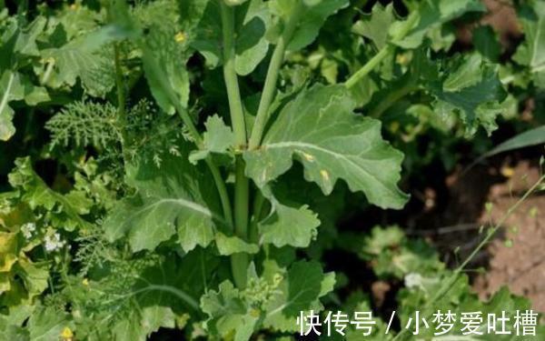 雪里蕻|比辣椒更辣的野菜，制作成腌菜后可是一绝，治疗便秘疗效好