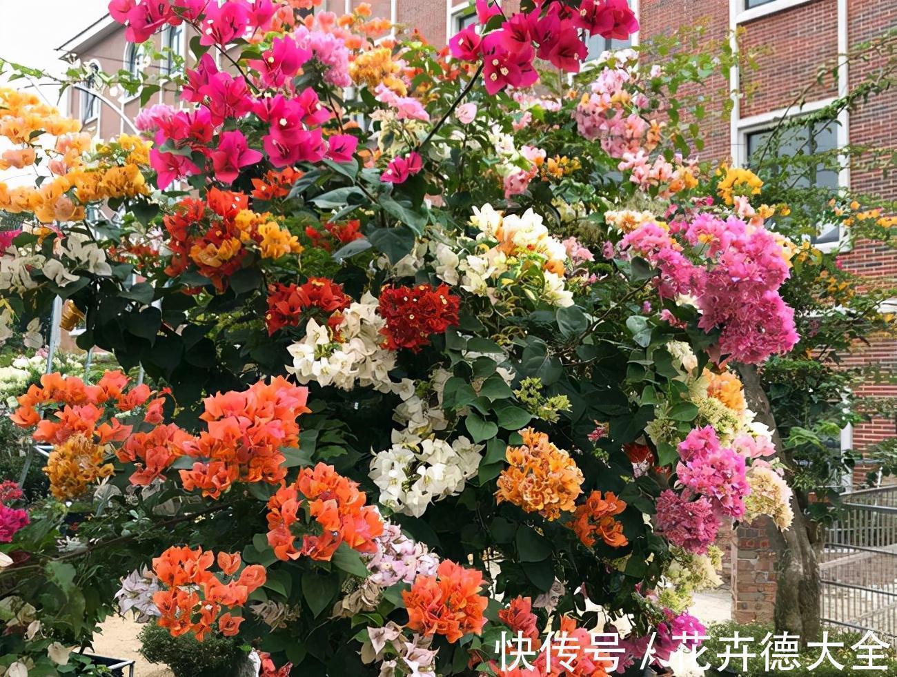 生根|9一10月,别忘记“扦插”这些花,“温度”适宜利于生根