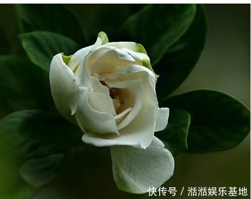 硫酸亚铁|栀子花茉莉花就爱“这一口”，20天用一回，花朵洁白压满枝