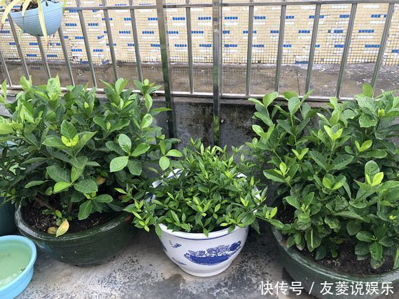 喷雾|栀子花到七月了还不开花怎么办4个催花技巧,迟来的花有惊喜