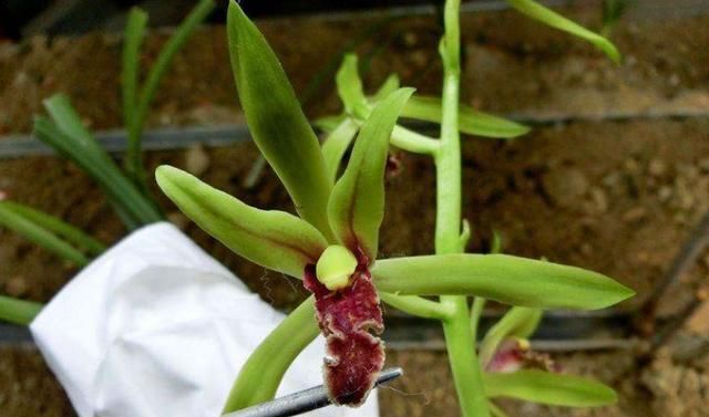 荷花|美过荷花,香过桂花,一年四季花开不断,连玫瑰都自愧不如