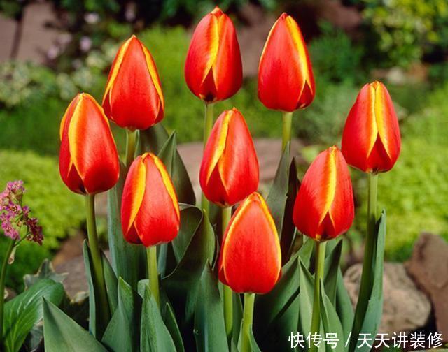 栽种郁金香要注意,它有“2种球”,其中一种不开花,只会长叶子