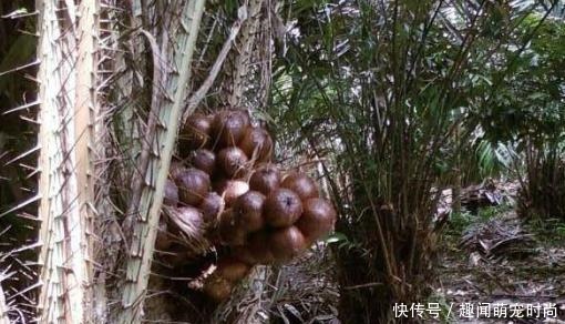 引进我国60多年,国外是高端水果,国内却遭排斥,网友又酸又臭