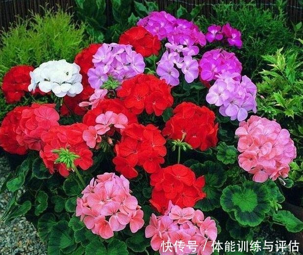 盆栽天竺葵,花苞越来越少教你一个小技巧,长满“大花包”!