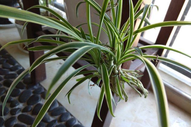 养分|吊兰怎么养才能更佳旺盛,花友们值得一看