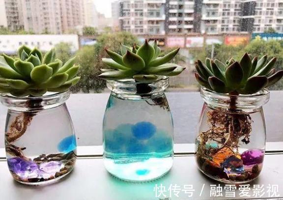 玻璃瓶|扦插多肉：怎么让枝叶早点生根发芽？这里就有4个方法