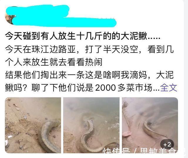 十几斤大泥鳅?广州小伙珠江边钓鱼,碰到有人放生“大型水族”