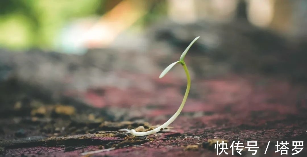 人类!所有人都能自行得出的哲学道理,只用四个词概括人间万象