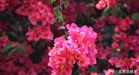 三角梅的种植扦插方法及种植技巧,干货满满