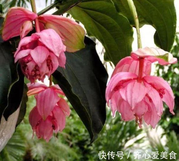 粉血色|4种花很漂亮,好养易活能爆盆,连年开花,能养一辈子