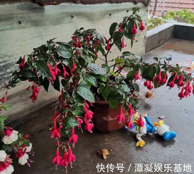 6种花淋雨就会“烂”,下雨最好放屋里,别忽视