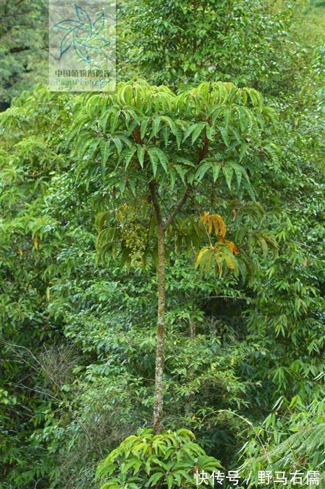 风湿骨痛|七加皮，见过吗？主治风湿骨痛、跌打扭伤、腰肌劳损