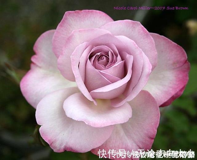 月季|20款紫色月季品种。浓香、抗病非常好养，天然紫色唯美盛开