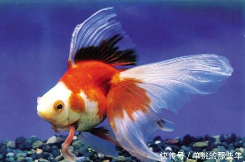 才能|金鱼要怎么养才能活的久一点