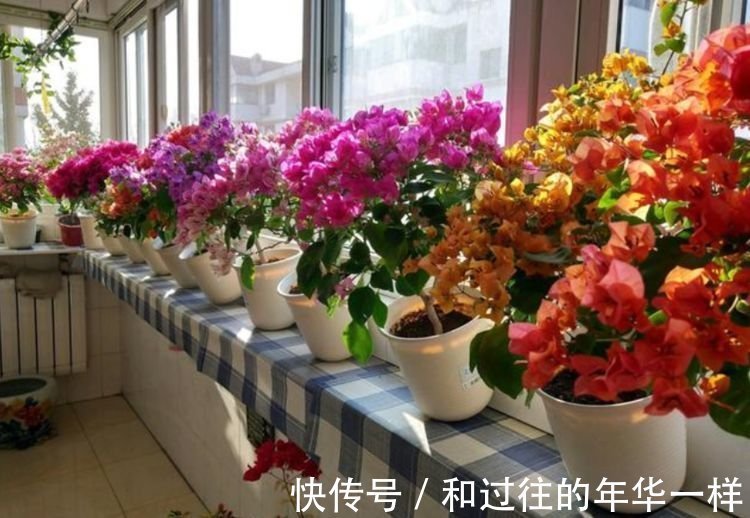 聪明人都养4种花,净化空气,又旺运,阳台变温馨花园!