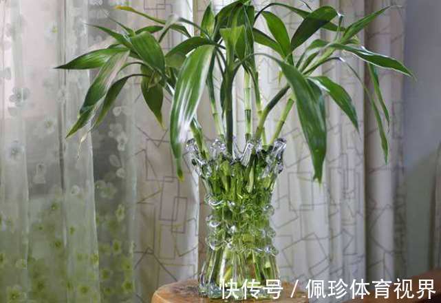 分享9种有格调的“旺财花”,除了好看,还吉祥,寓意财源滚滚