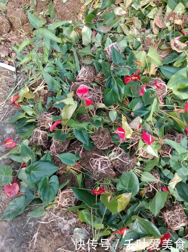 出门最容易“捡到”的5种花,拿回家剪几刀,不花钱成好看盆栽