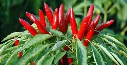 患了前列腺炎,要对4种食物说“不”!医生提醒:2个方法可缓解