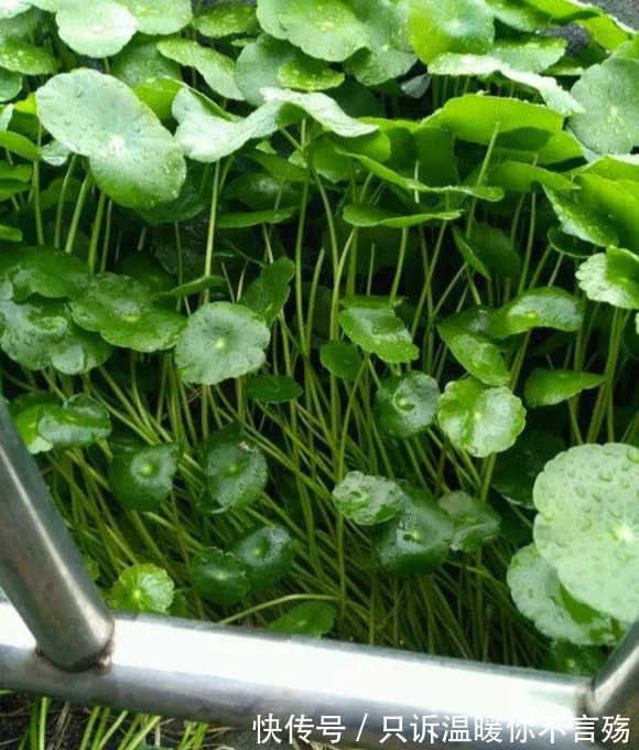 钱多多|养花技巧铜钱草养在这,7天就爆盆,叶子长成巴掌大!