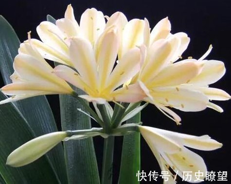 养君子兰的小妙招,年年开花爆盆,叶子整齐不倾斜,全年开花不断